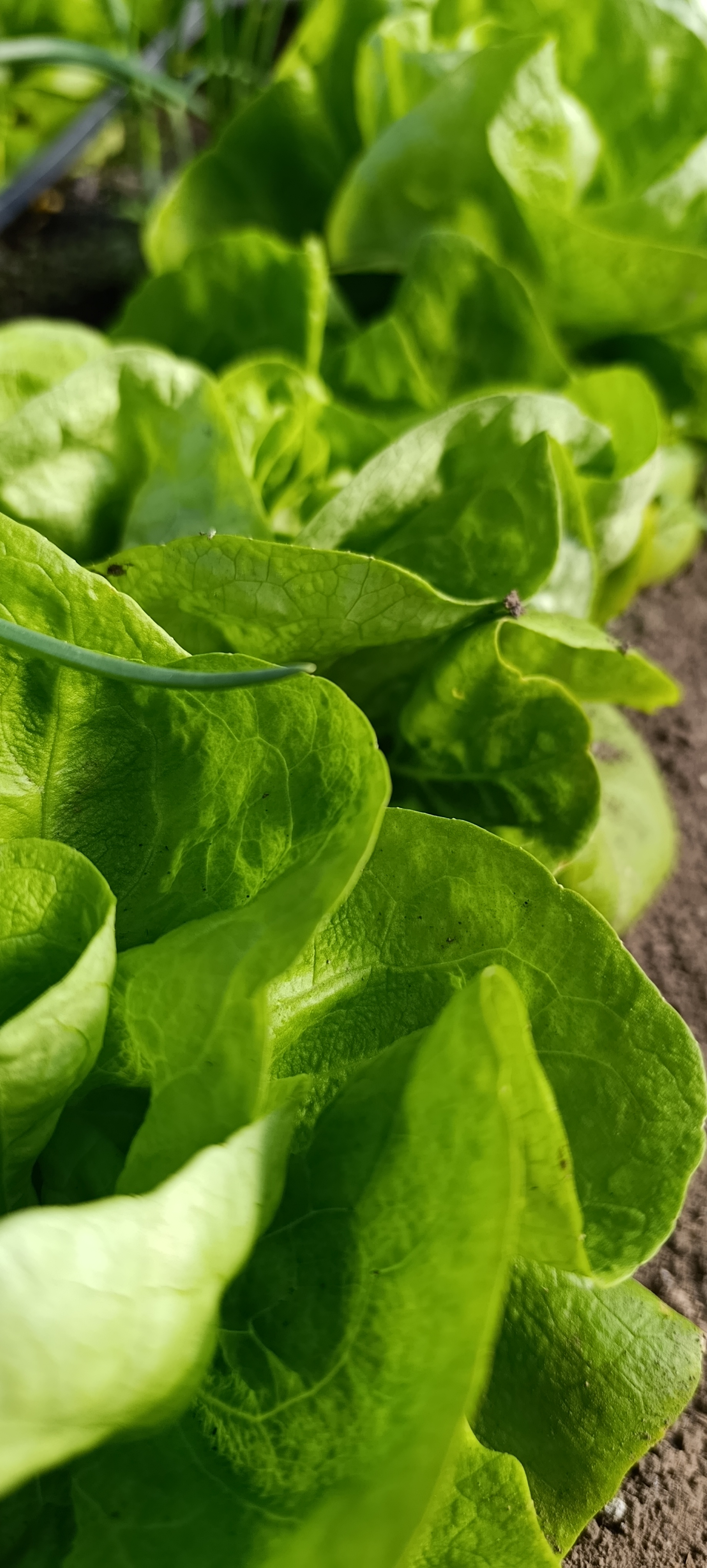 Mala bašta, gazdinstvo Radunović